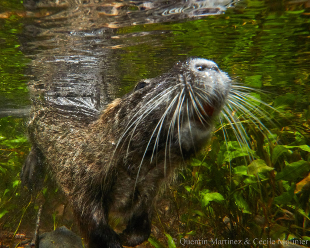 Amphibious mammals _ Quentin Martinez