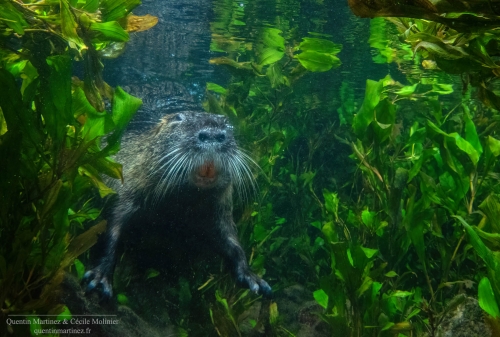 Underwater picture of a wild coypu (Myocastor coypus) taken with an underwater camera trap.