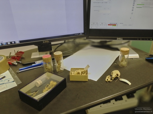 Rodents skulls and CT-scan facilities in the NHM UK