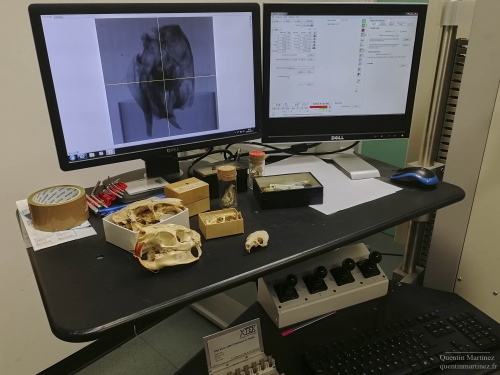 Rodents skulls and CT-scan facilities in the NHM UK