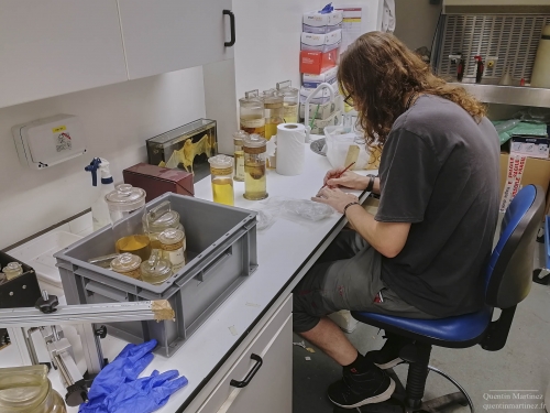 Roberto Portela Miguez preparing some  ethanol preserved rodents