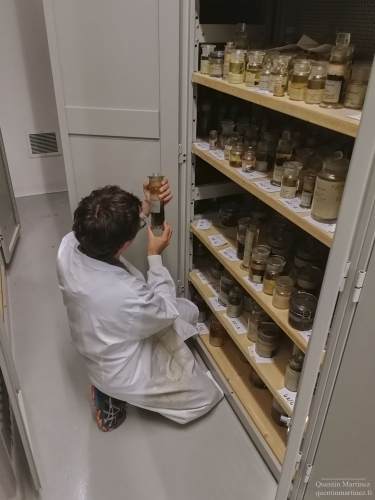 Pierre-Henri Fabre inspecting some ethanol preserved rodents