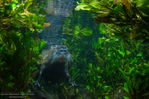 Underwater picture of a wild coypu (Myocastor coypus) taken with an underwater camera trap. This species was sampled in the paper of Martinez et. al 2023 demonstrating an absence of relation between the two main genomics and morphological proxies for olfaction.