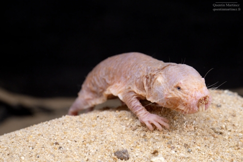 Picture of the subterranean naked mole rat (Heterocephalus glaber) while digging. This species was sampled in the paper of Martinez et. al 2023 demonstrating an absence of relation between the two main genomics and morphological proxies for olfaction.