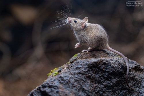 Picture of wild house mouse (Mus musculus domesticus) while sniffing. This species was sampled in the paper of Martinez et. al 2023 demonstrating an absence of relation between the two main genomics and morphological proxies for olfaction.