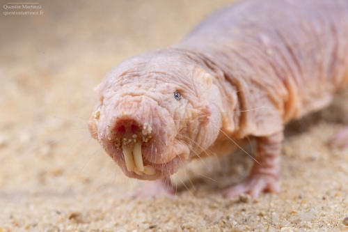 Picture of the subterranean naked mole rat (Heterocephalus glaber) while sniffing. This species was sampled in the paper of Martinez et. al 2023 demonstrating an absence of relation between the two main genomics and morphological proxies for olfaction.