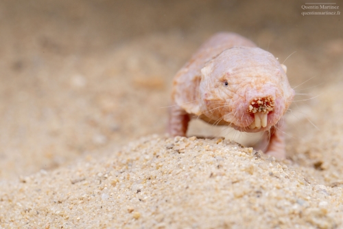Picture of the subterranean naked mole rat (Heterocephalus glaber) while sniffing. This species was sampled in the paper of Martinez et. al 2023 demonstrating an absence of relation between the two main genomics and morphological proxies for olfaction. 