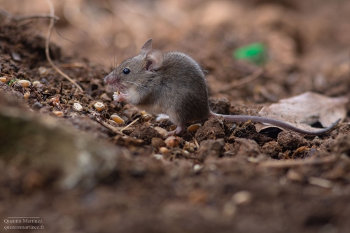 Picture of wild house mouse (Mus musculus domesticus) while eating. This species was sampled in the paper of Martinez et. al 2023 demonstrating an absence of relation between the two main genomics and morphological proxies for olfaction.