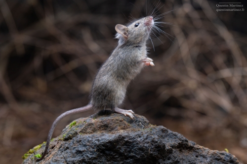 Picture of wild house mouse (Mus musculus domesticus) while sniffing. This species was sampled in the paper of Martinez et. al 2023 demonstrating an absence of relation between the two main genomics and morphological proxies for olfaction.
