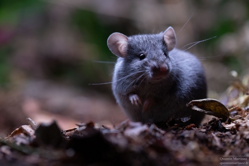 Mus pahari, a carnivorous rodent, eating a locust