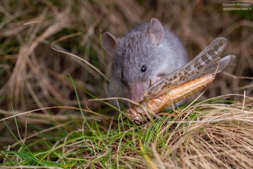 Mus pahari, a carnivorous rodent, eating a locust