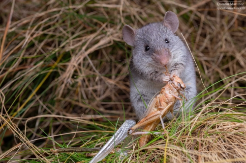 Mus pahari, a carnivorous rodent, eating a locust