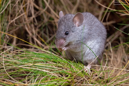 Mus pahari, a carnivorous rodent, eating a locust