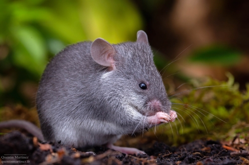 Mus pahari, a carnivorous rodent, eating a locust